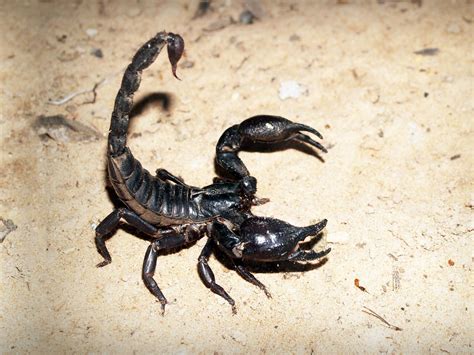 Scorpion sound (short)