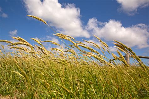 Sound of the wind