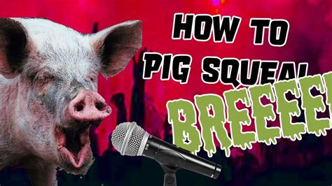 Sound of the pig, the pig squeals