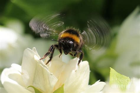 Bee buzzing sound (short)
