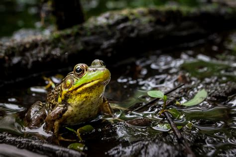 Swamp sounds with frogs