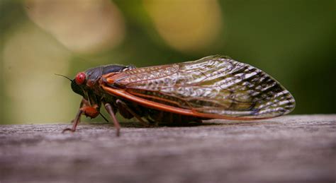 Sounds of cicadas in the forest, forest atmosphere