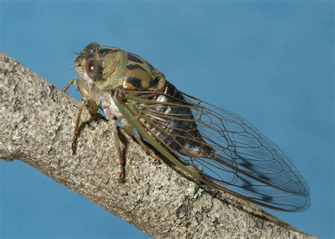 Sounds of cicadas in the forest, forest atmosphere