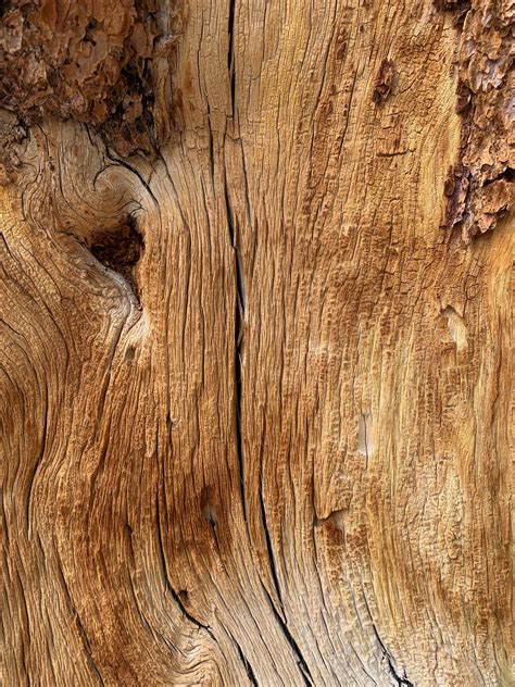 Sounds of wood log and bark