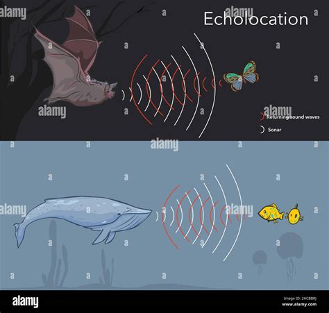 Echo locator sounds, sonar