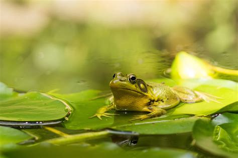 Sounds of frogs on a pond (lake)