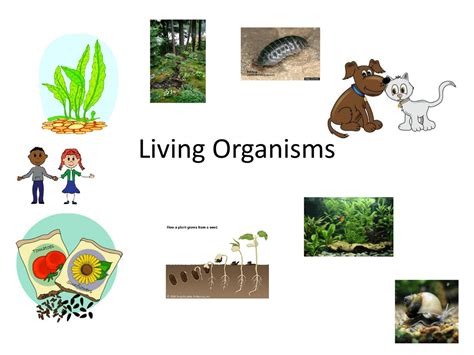 Living organisms sound effects