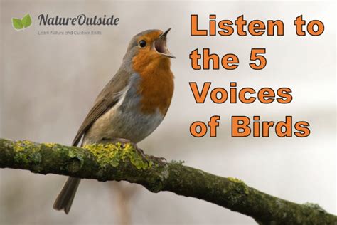 Sounds, singing and voices of birds (assembly)