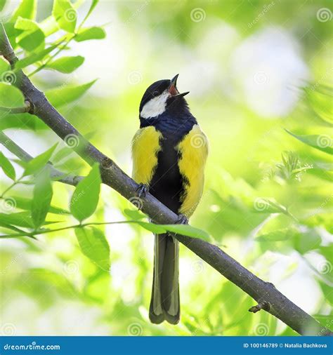 Sounds of birds singing in the forest, the atmosphere of the forest