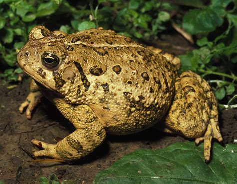 Toad sound effects