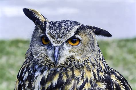 Eurasian eagle-owl - sound effect
