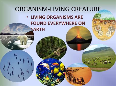 Atmosphere of a large living organism - sound effect