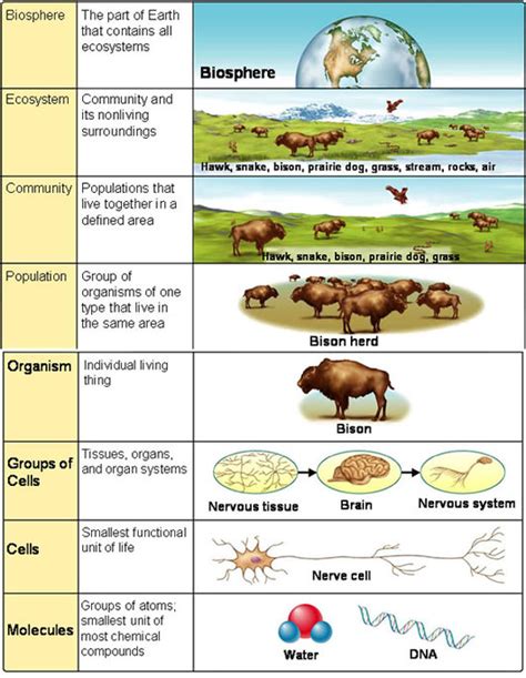 Atmosphere of a large living organism - sound effect