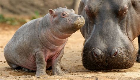 Hippo sound effects