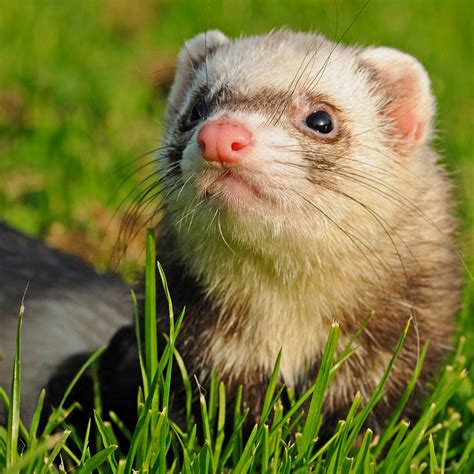 Ferret sound effects