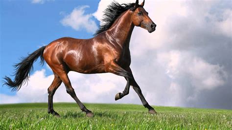 Horse gallop - sound effect