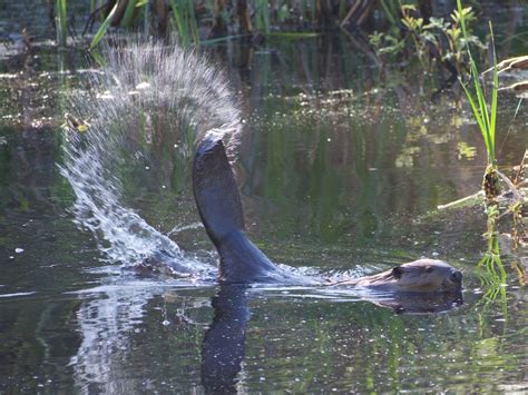 Voice of a beaver, a beaver splashes in the water - sound effect