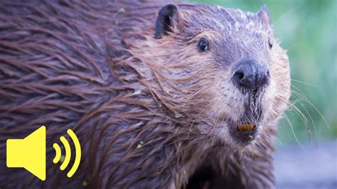 Voice of a beaver, a beaver splashes in the water - sound effect