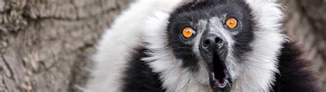 Lemur voices - sound effect