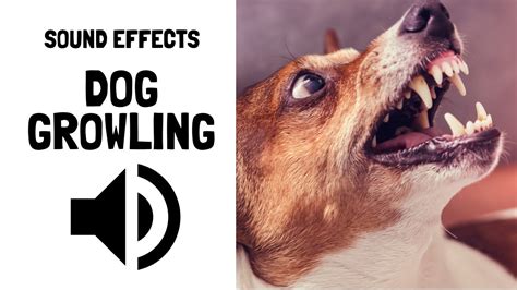 Dog growling voice audio effect - sound effect