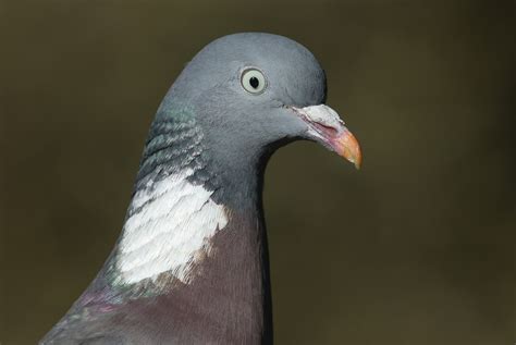 Dove, pigeon cooing - sound effect