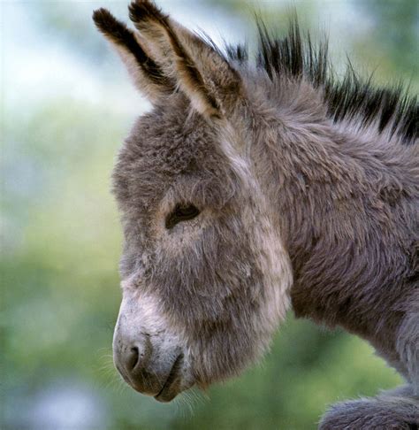 Donkeys sound effects