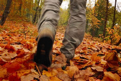 Scrunching leaves underfoot sound effects