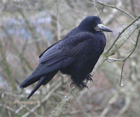 Corvus frugilegus - sound effect