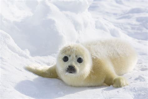 Seals sound effects