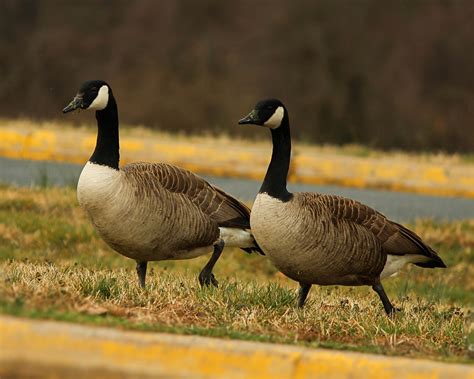 Geese - sound effect