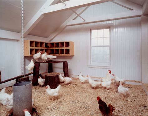 Chicken barn atmosphere, chicken coop - sound effect