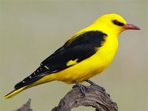 Eurasian golden oriole - sound effect