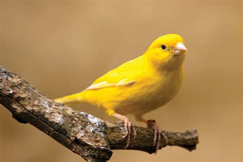 Canary - sound effect