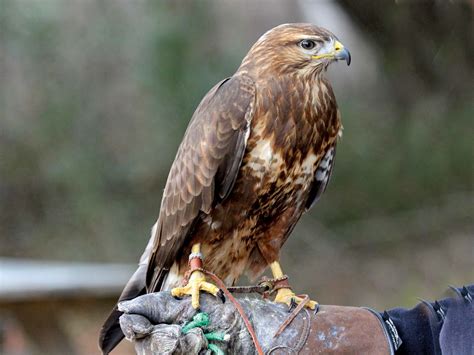 Common buzzard - sound effect