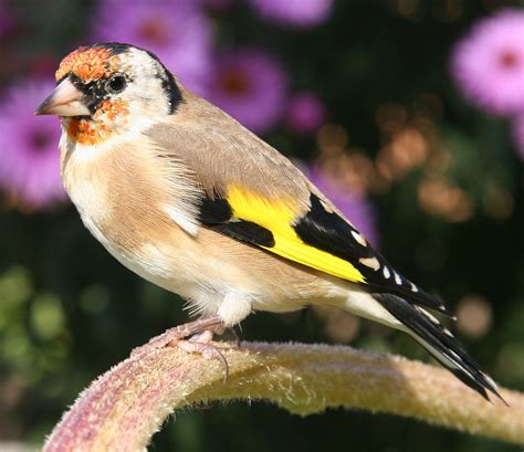 Carduelis carduelis sound effects