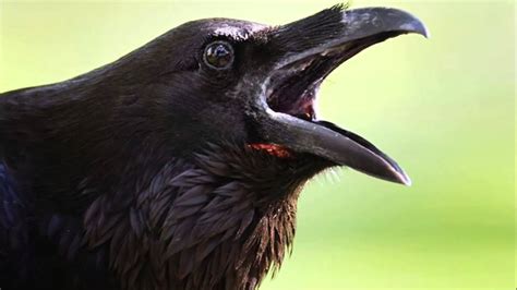 Crow cawing - sound effect