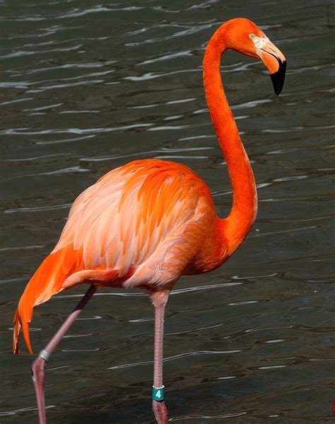 Flamingo sound effects