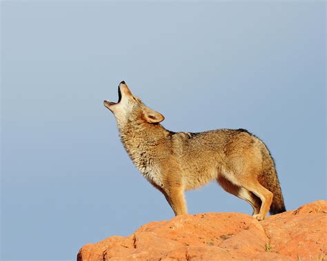 Coyote howls - sound effect