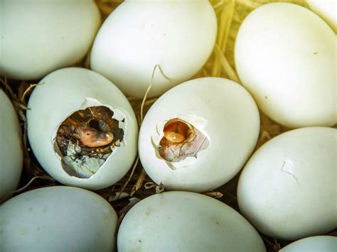 Hatching sound effects