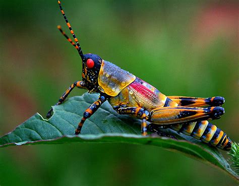 Insect sound effects