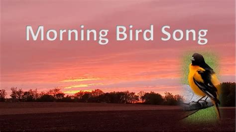 Atmosphere of nature at dawn, birds singing in the morning - sound effect