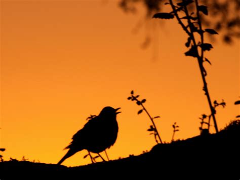 Atmosphere of nature at dawn, birds singing in the morning - sound effect