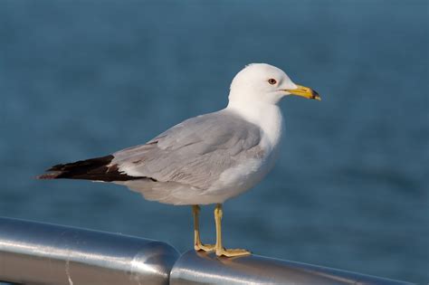 Seagull sound effects