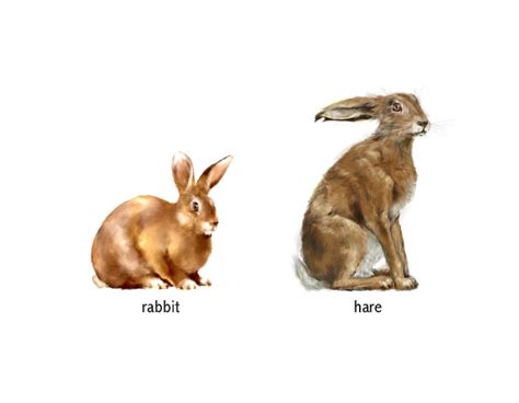 Short sound of a rabbit (hare)