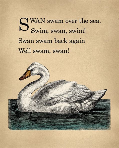 Short sound of a swan