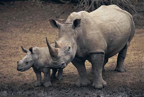 Short sound of a rhinoceros