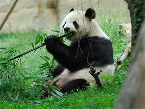 Short panda sound (bamboo bear)