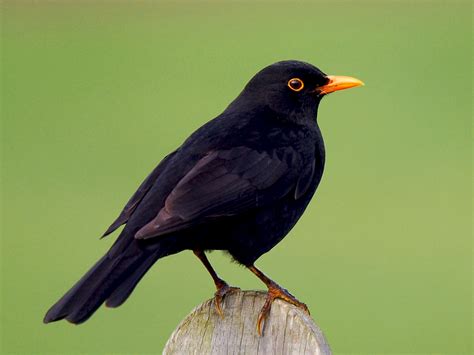 Turdus sound effects