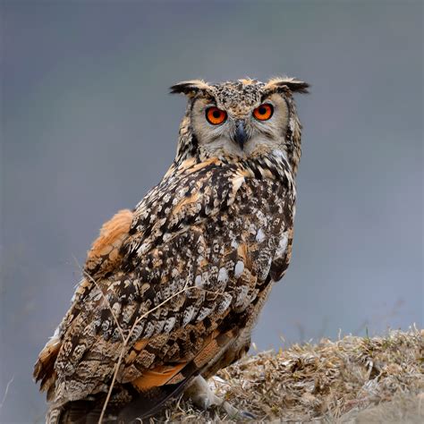 Short sound of an owl (eagle owl)
