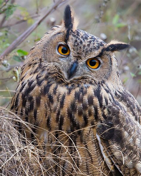 Short sound of an owl (eagle owl)